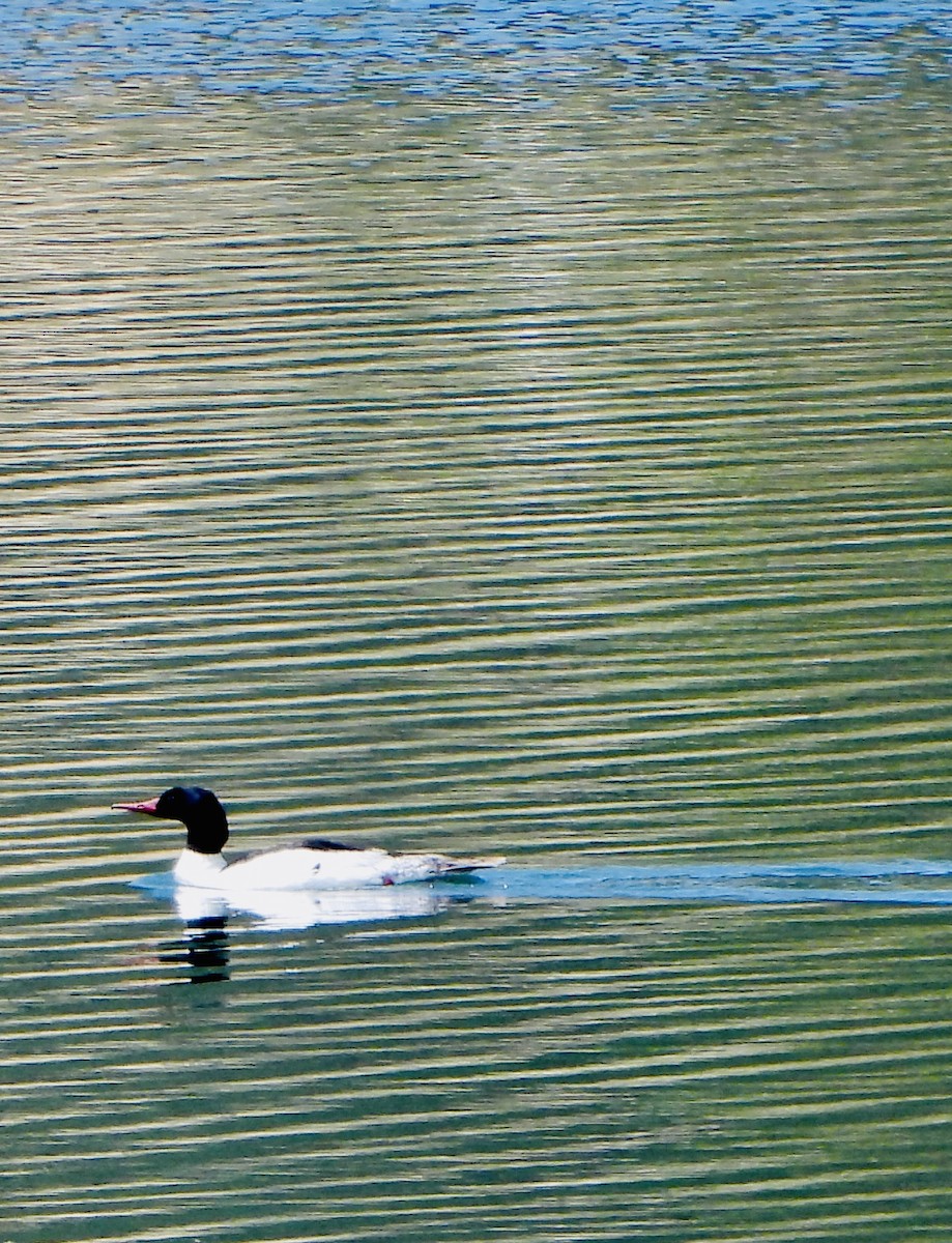 Common Merganser - ML620187194