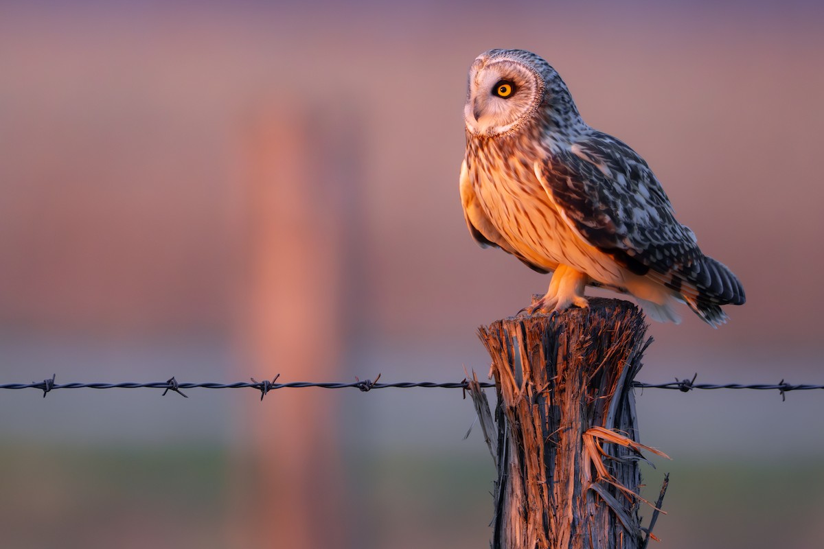 Short-eared Owl - ML620187197