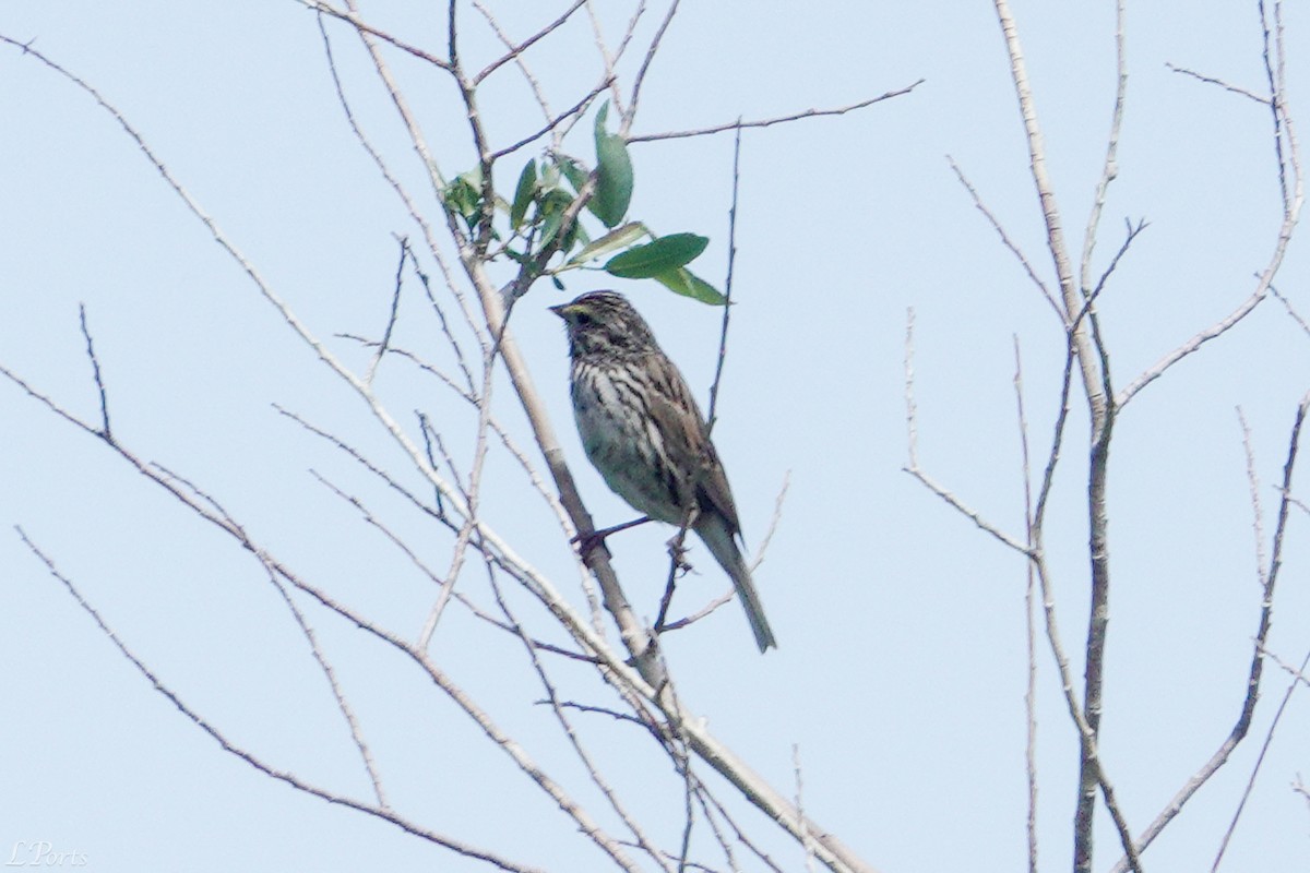 Savannah Sparrow - ML620187207