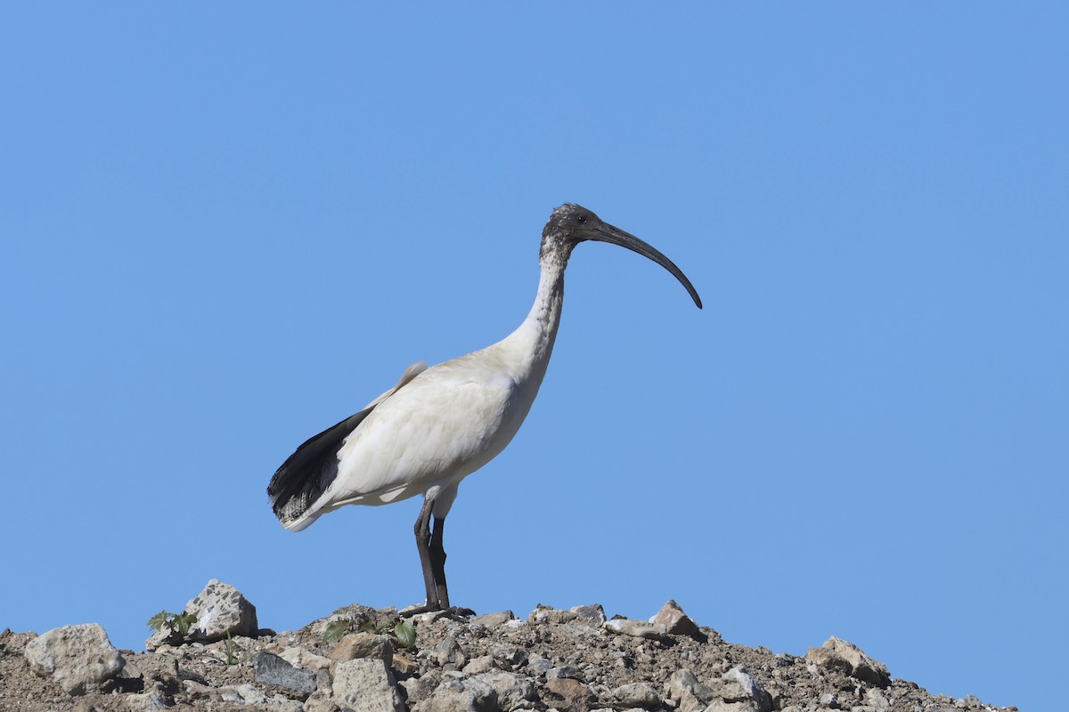 Australian Ibis - ML620187210