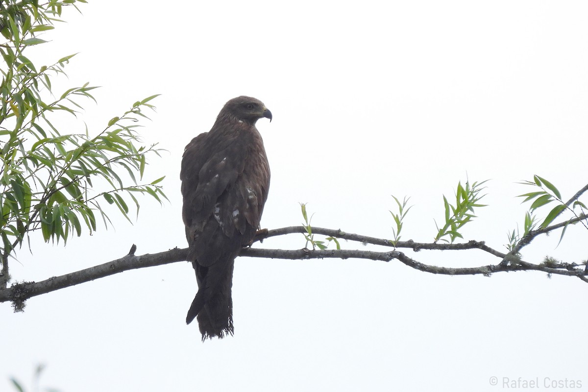 Black Kite - ML620187214