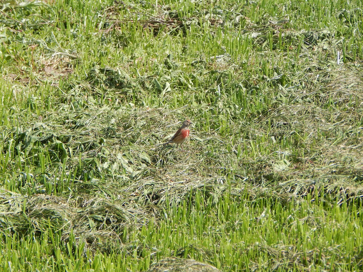 Eurasian Linnet - ML620187221