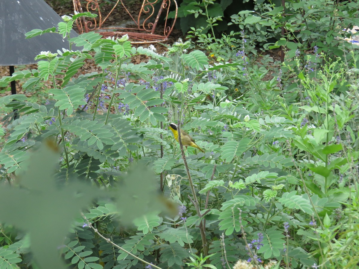 Common Yellowthroat - ML620187241