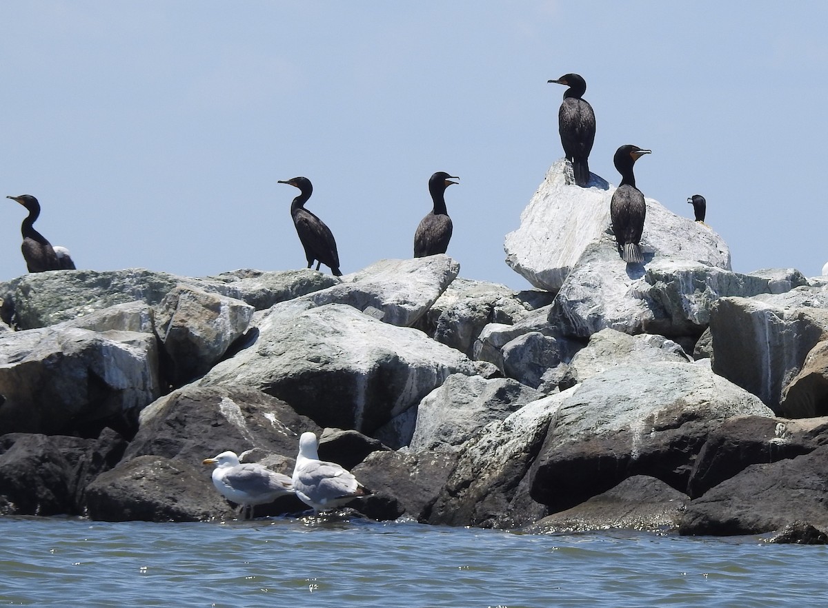 Double-crested Cormorant - ML620187244