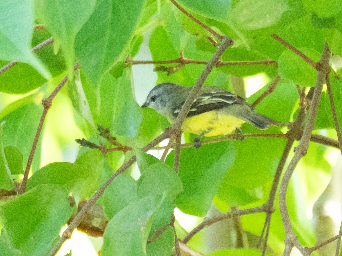 Yellow-crowned Tyrannulet - ML620187246