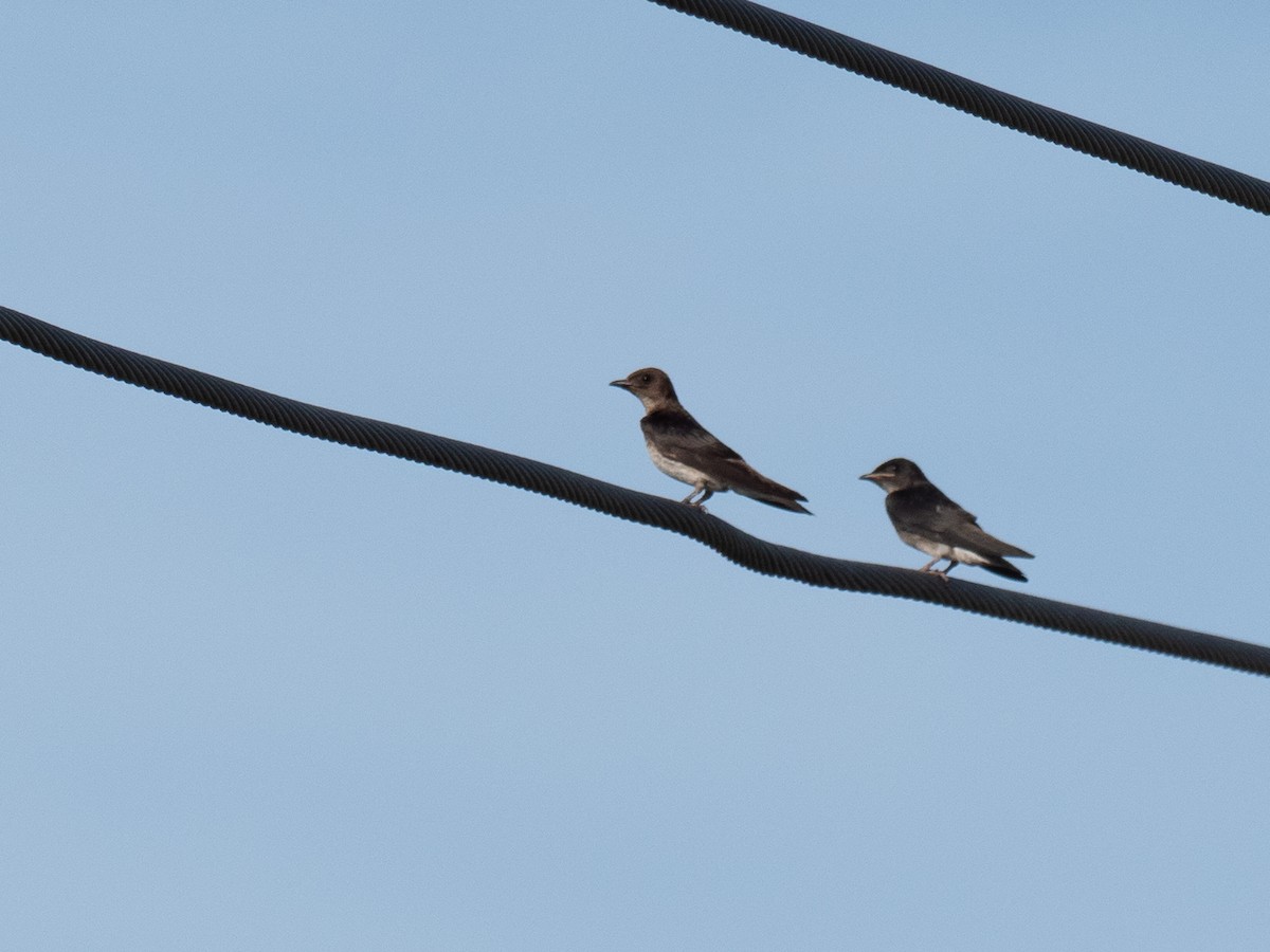 Southern Rough-winged Swallow - ML620187248