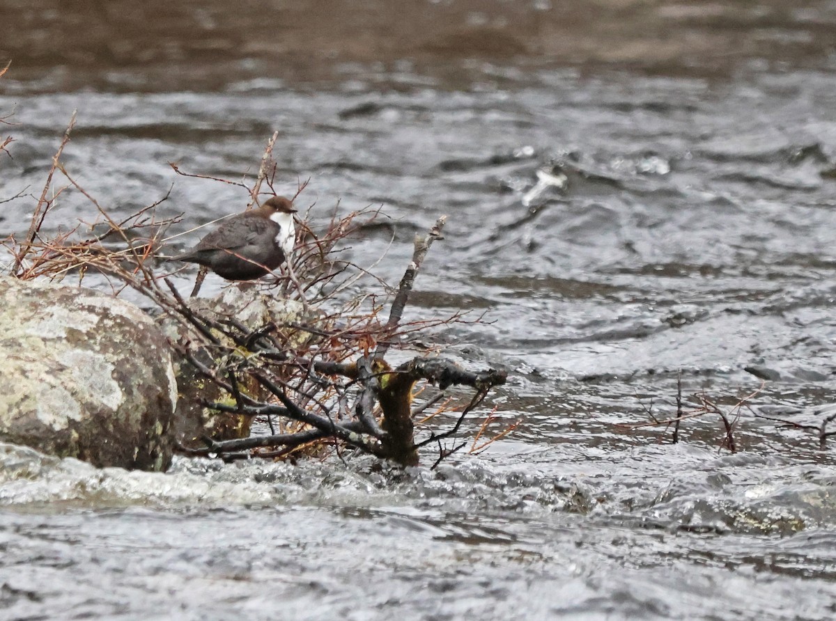 White-throated Dipper - ML620187258