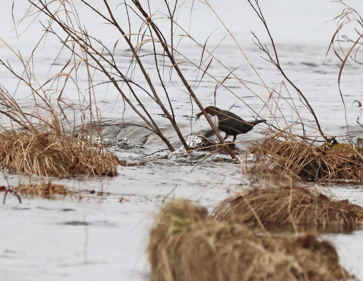 White-throated Dipper - ML620187259