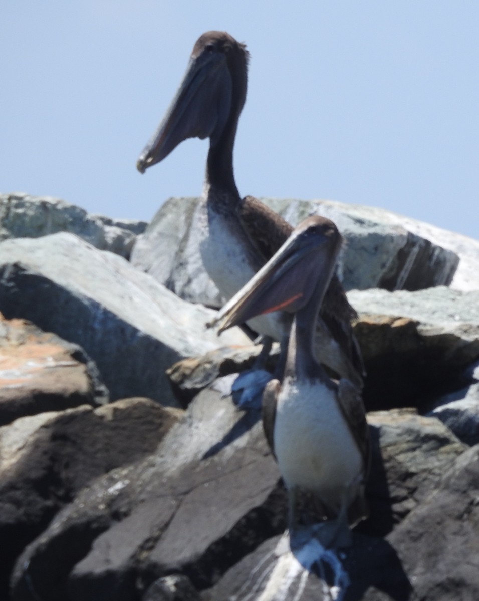 Brown Pelican - ML620187265