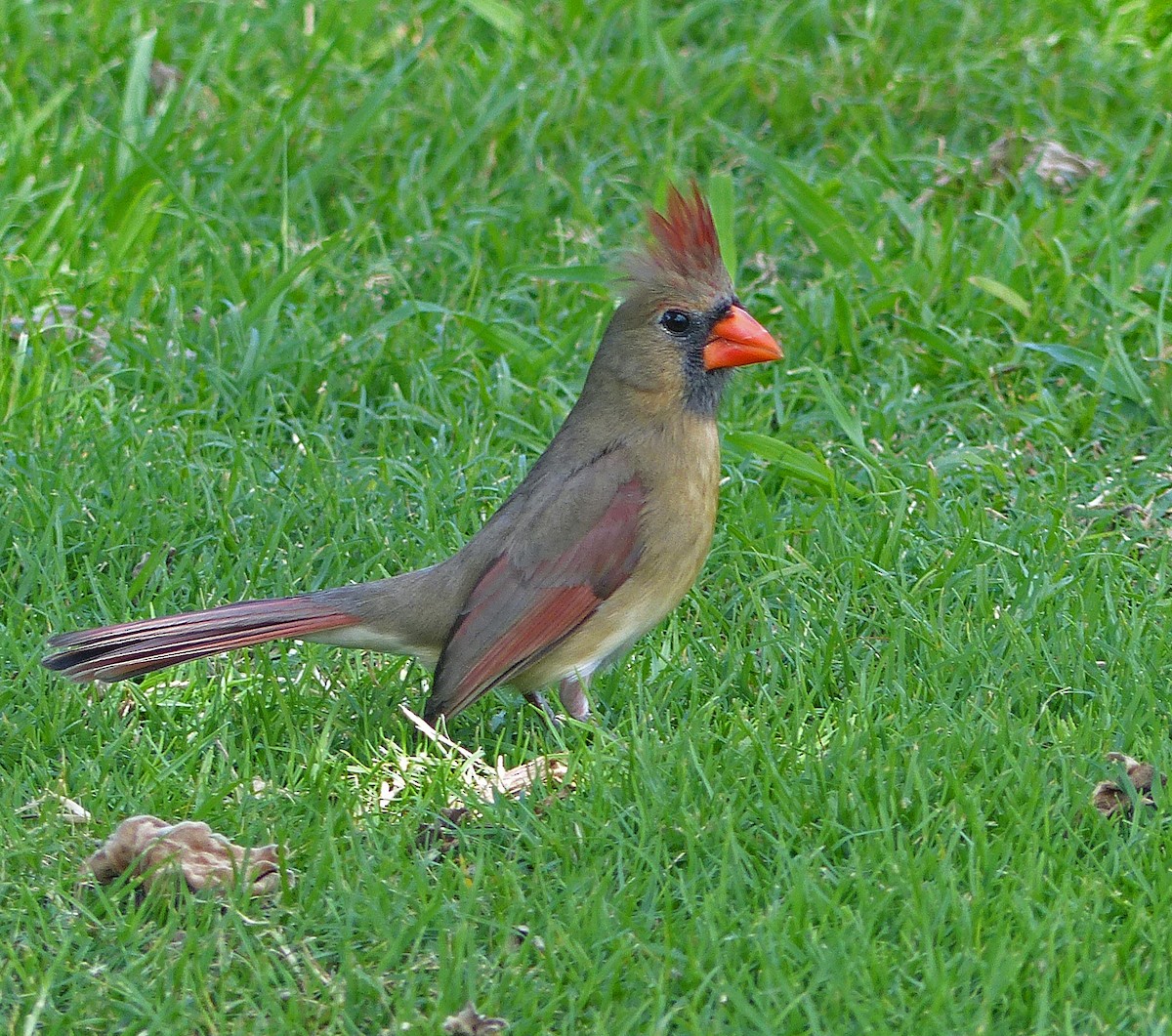 Cardinal rouge - ML620187269