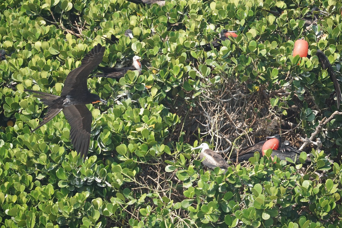 Magnificent Frigatebird - ML620187276