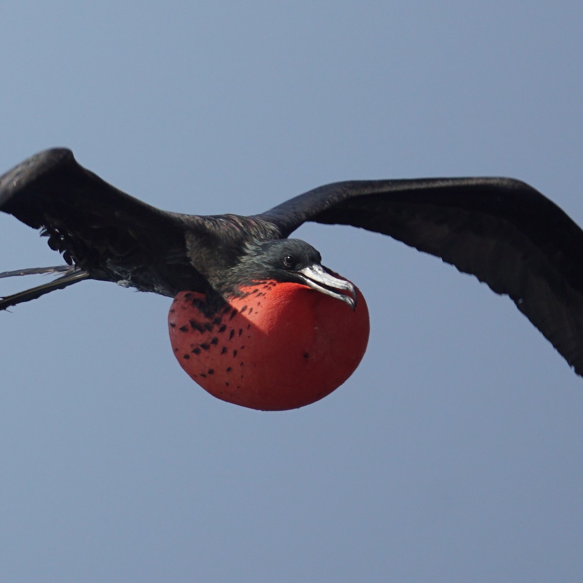 Magnificent Frigatebird - ML620187284