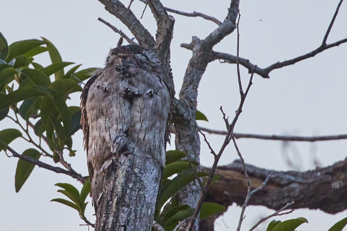 Northern Potoo - ML620187289