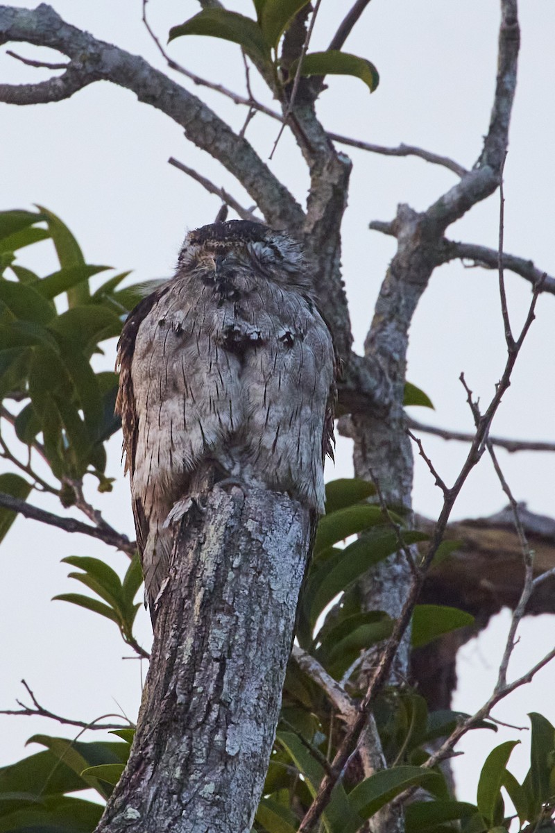 Northern Potoo - ML620187292