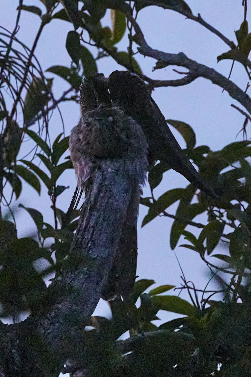 Northern Potoo - ML620187296