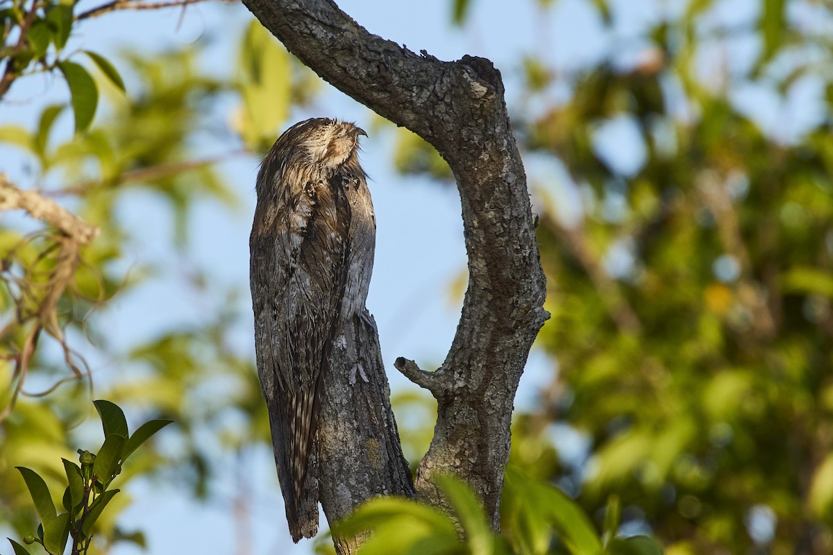 Northern Potoo - ML620187297