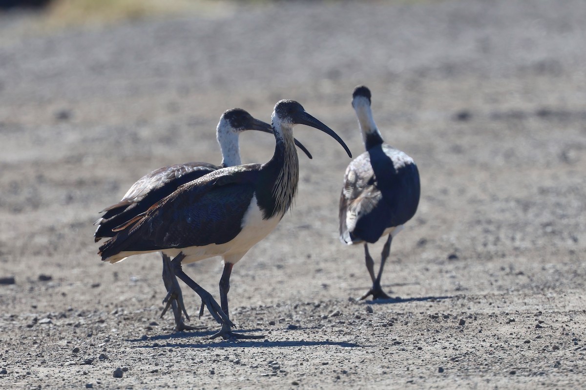 Ibis d'Australie - ML620187302