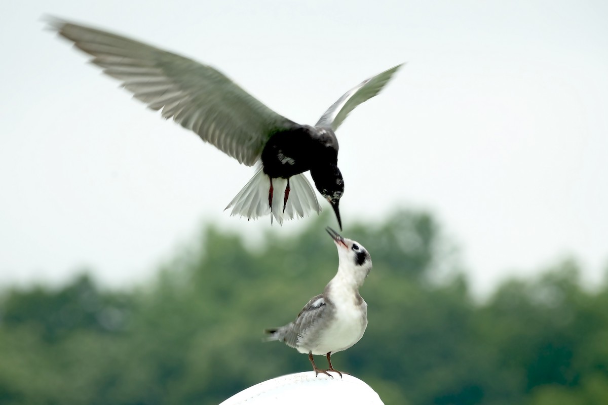 Black Tern - ML620187304