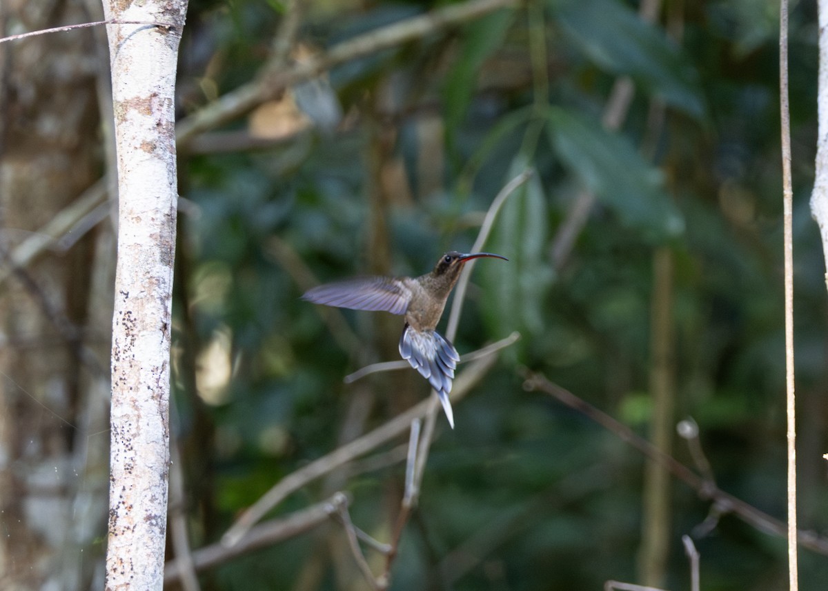 Long-tailed Hermit - ML620187309