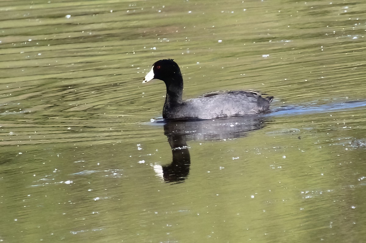 Foulque d'Amérique - ML620187312