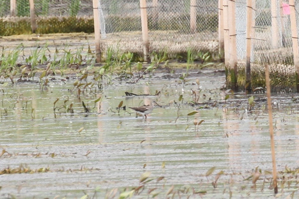 Greater Yellowlegs - ML620187314