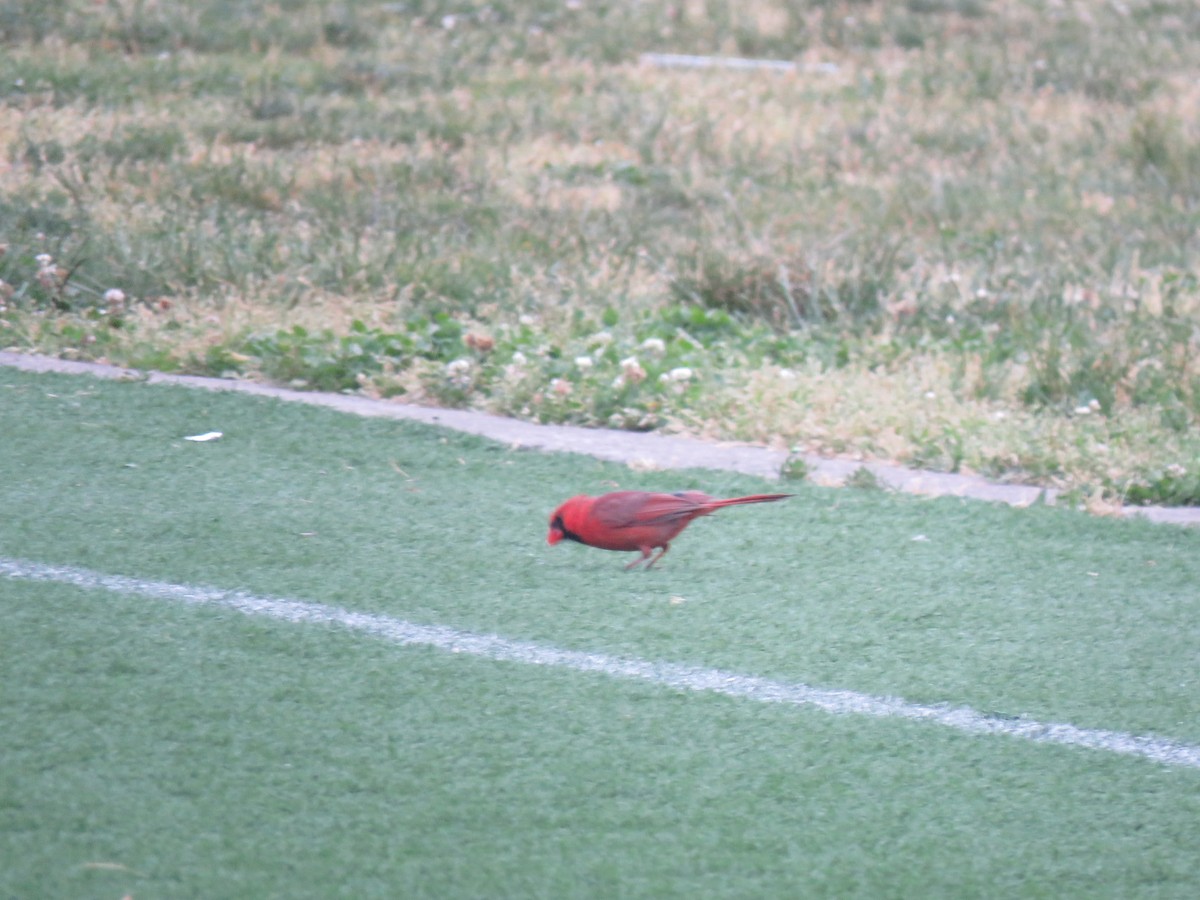 Northern Cardinal - Tom Preston