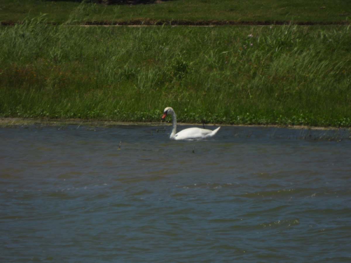 Cygne tuberculé - ML620187333