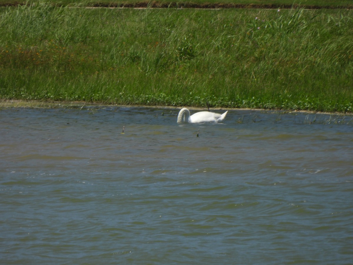 Höckerschwan - ML620187335