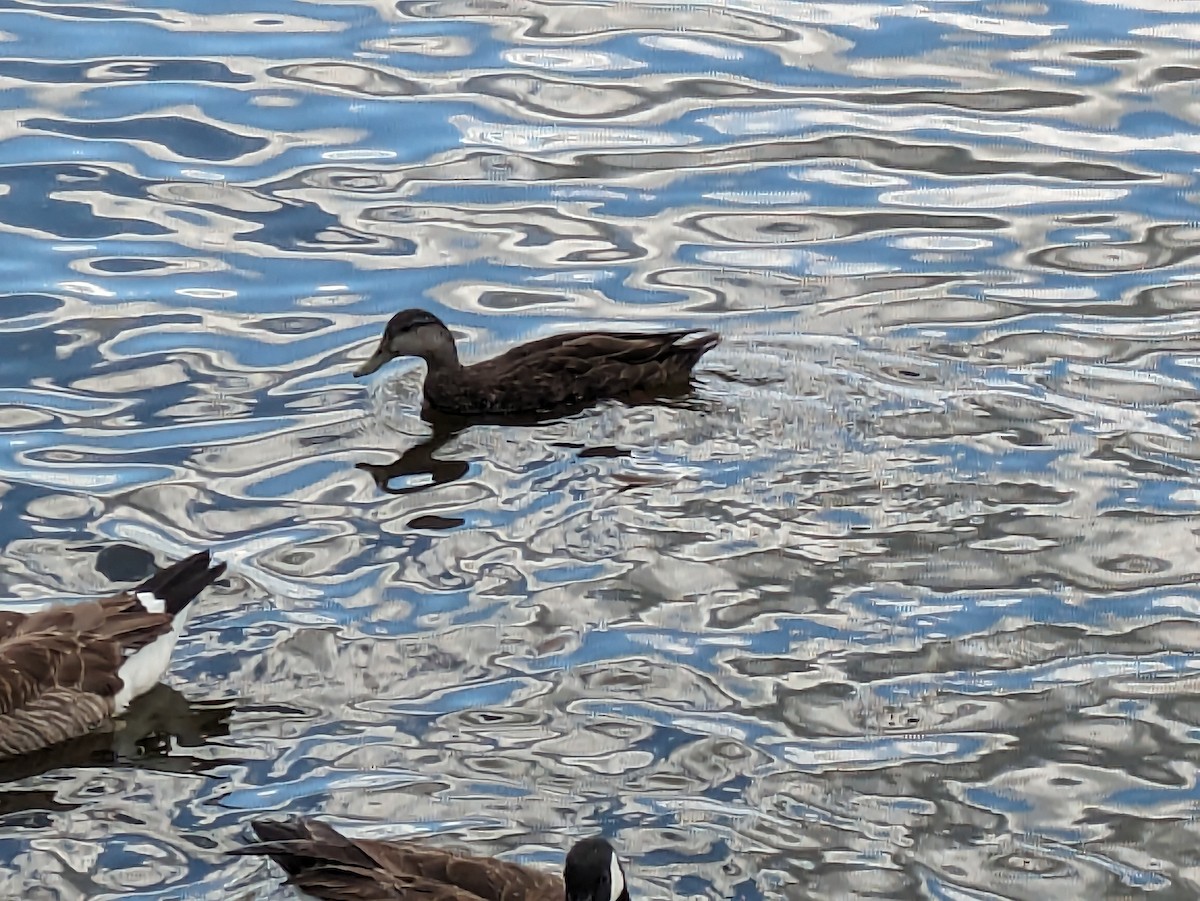 American Black Duck - ML620187337