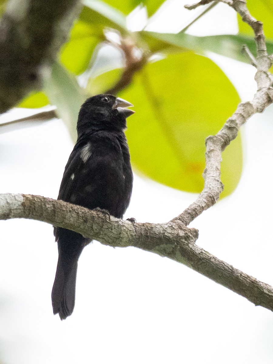 Variable Seedeater - ML620187339