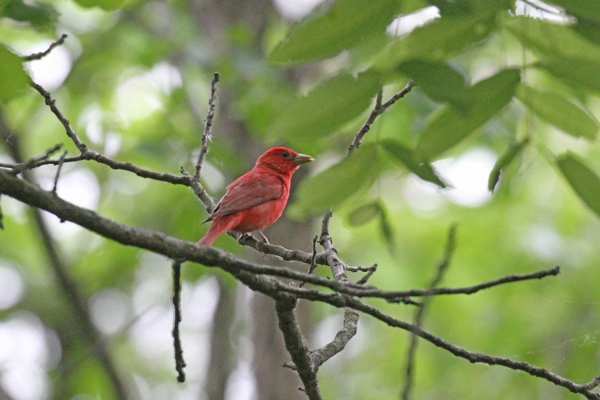 Summer Tanager - ML620187343