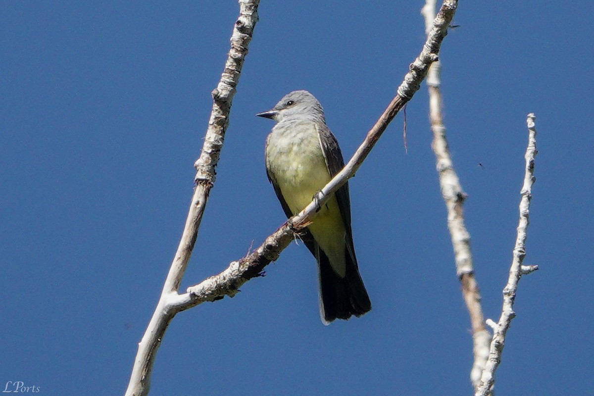 Schmalschnabel-Königstyrann - ML620187348