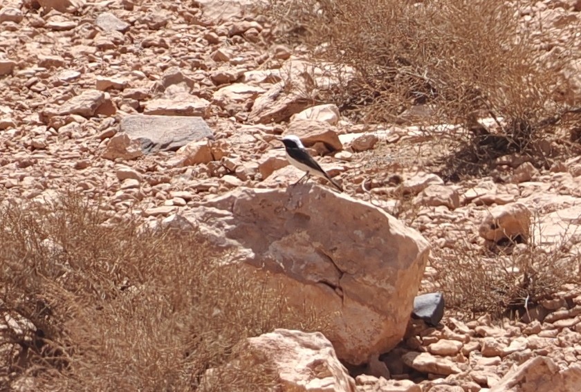 סלעית מגרב - ML620187356