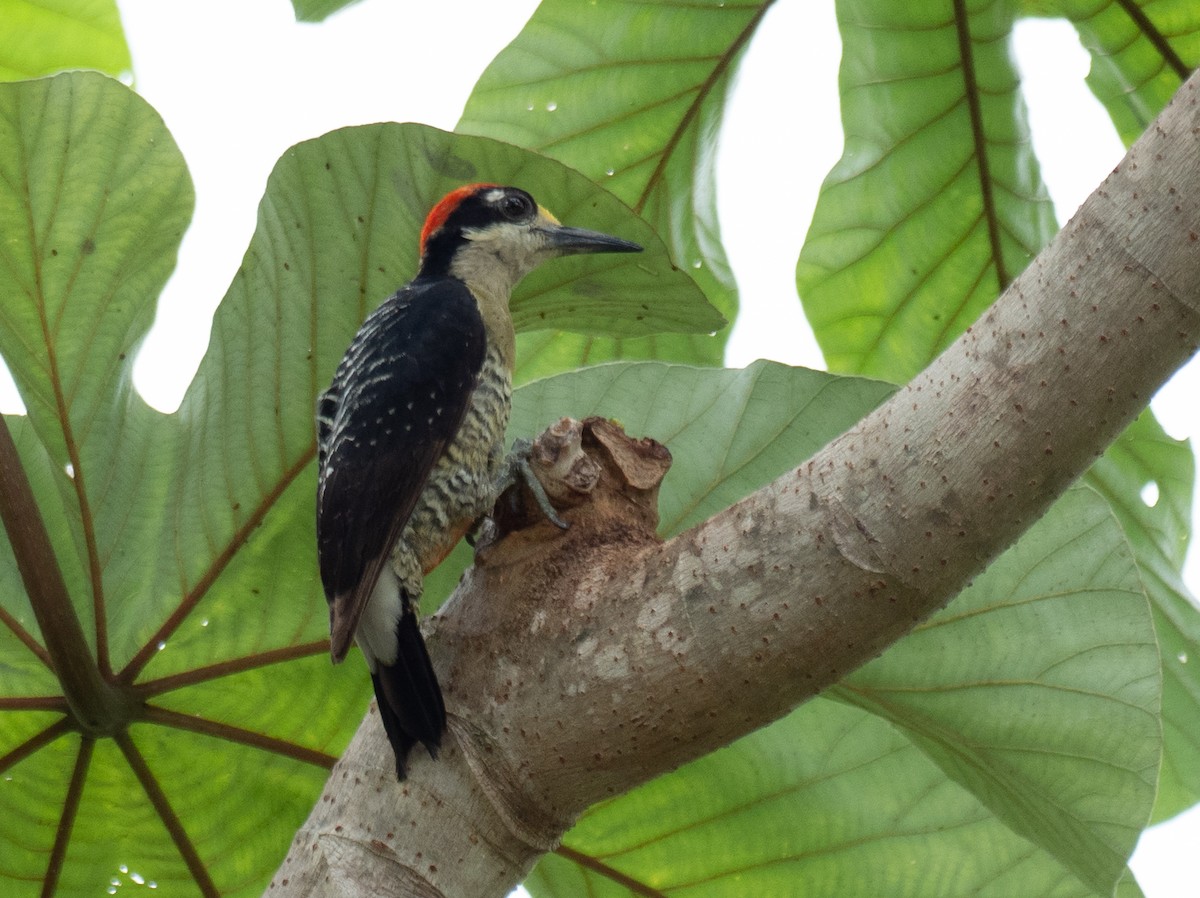 Black-cheeked Woodpecker - ML620187357