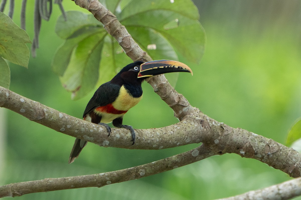 Chestnut-eared Aracari - ML620187359