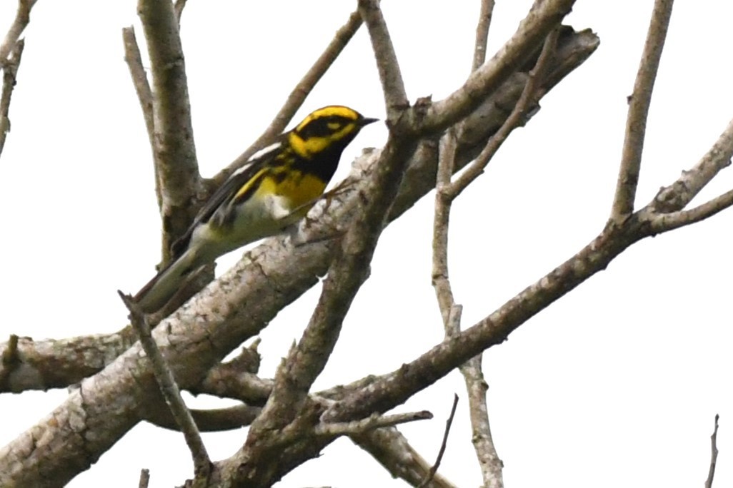 Townsend's Warbler - ML620187370