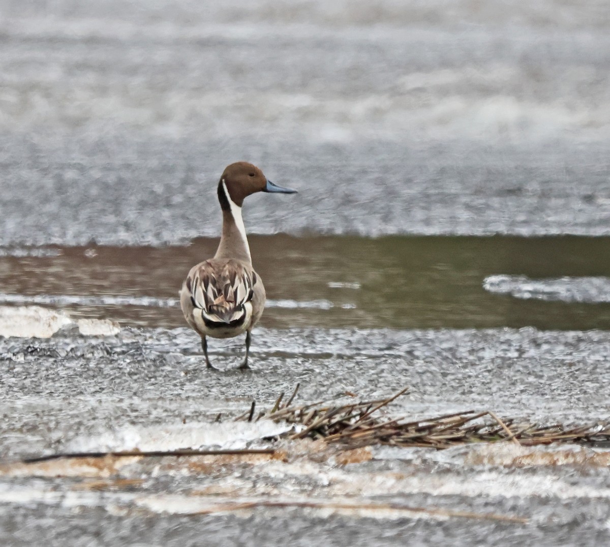 Northern Pintail - ML620187375