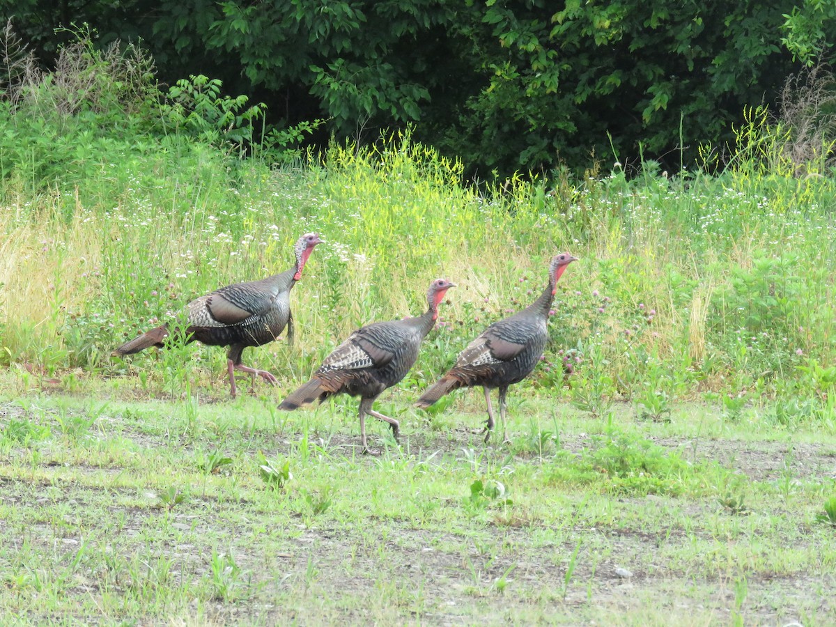 Wild Turkey - ML620187381