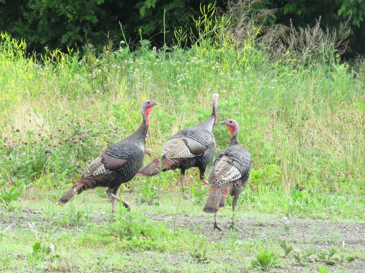 Wild Turkey - ML620187382