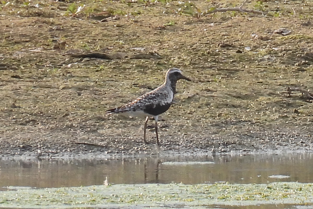 Black-bellied Plover - ML620187393