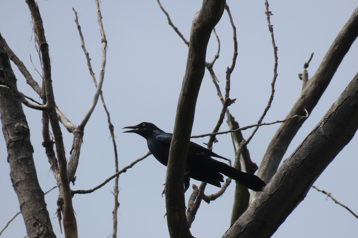 Boat-tailed Grackle - ML620187395