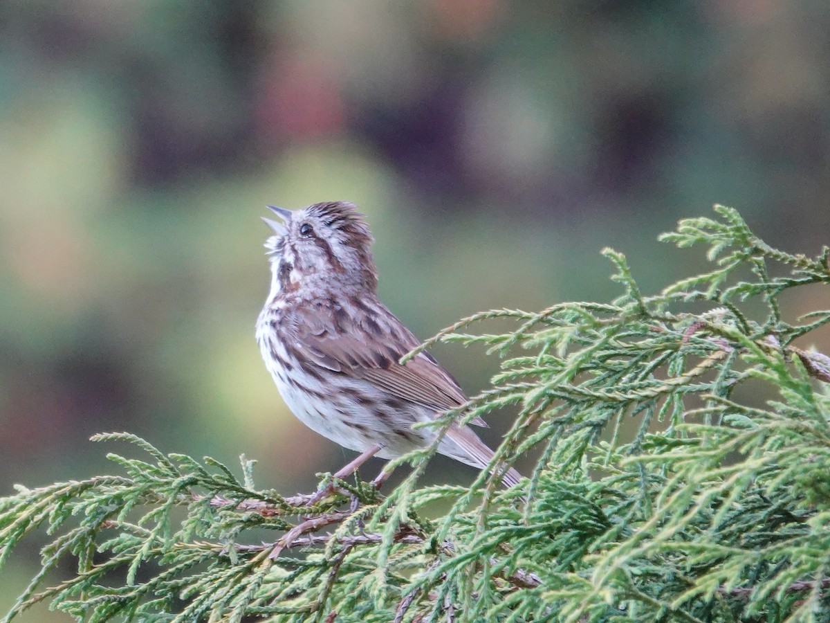 Song Sparrow - ML620187397