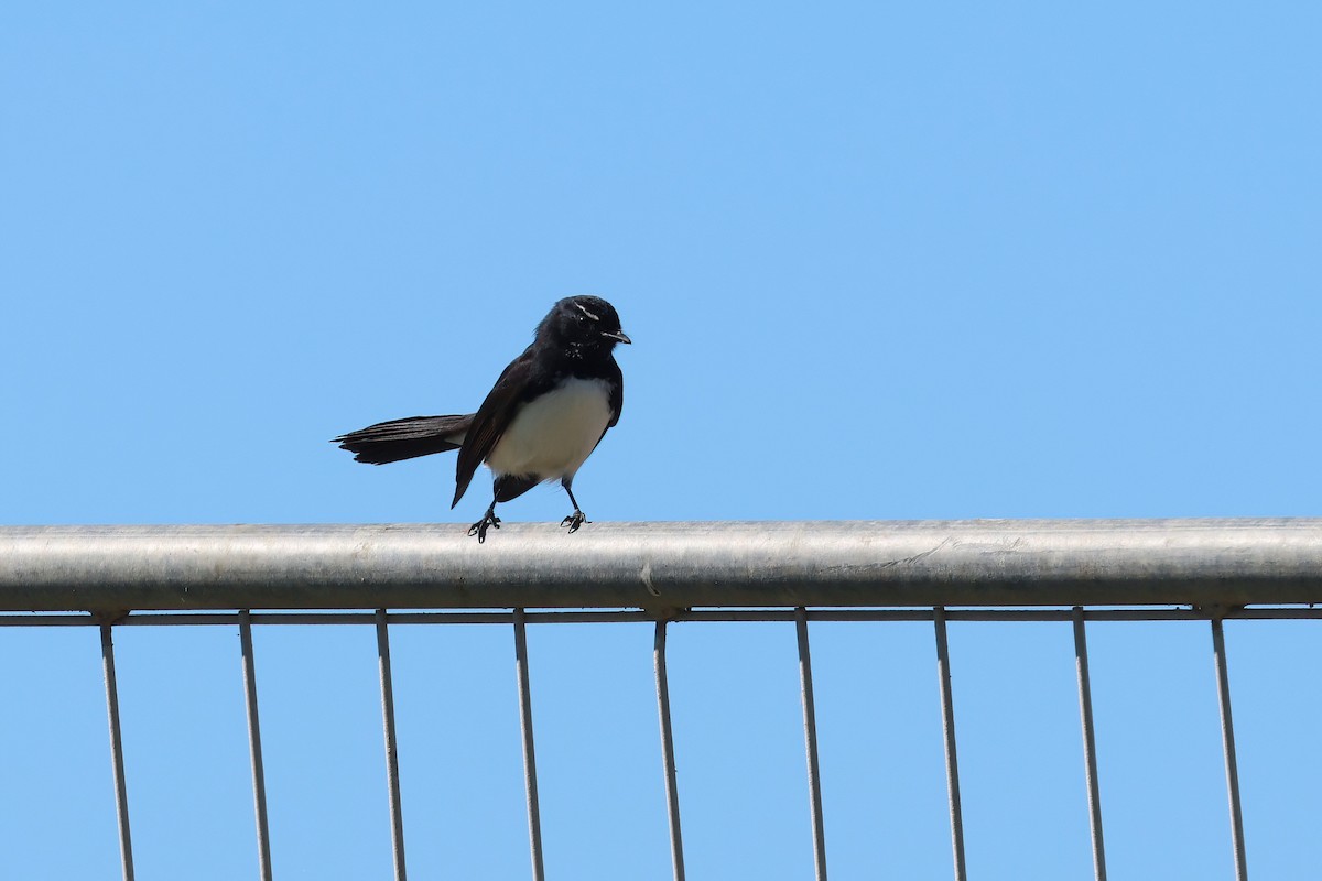 Willie-wagtail - ML620187404