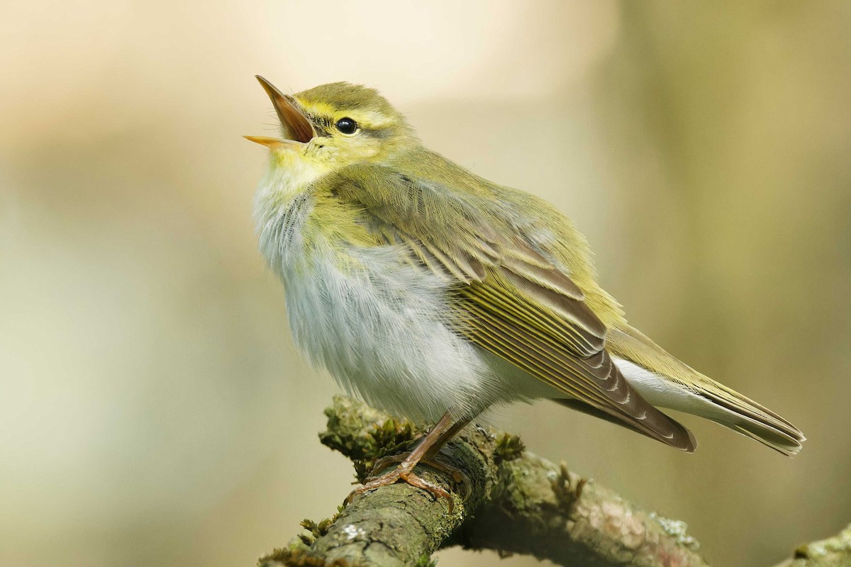 Wood Warbler - ML620187405