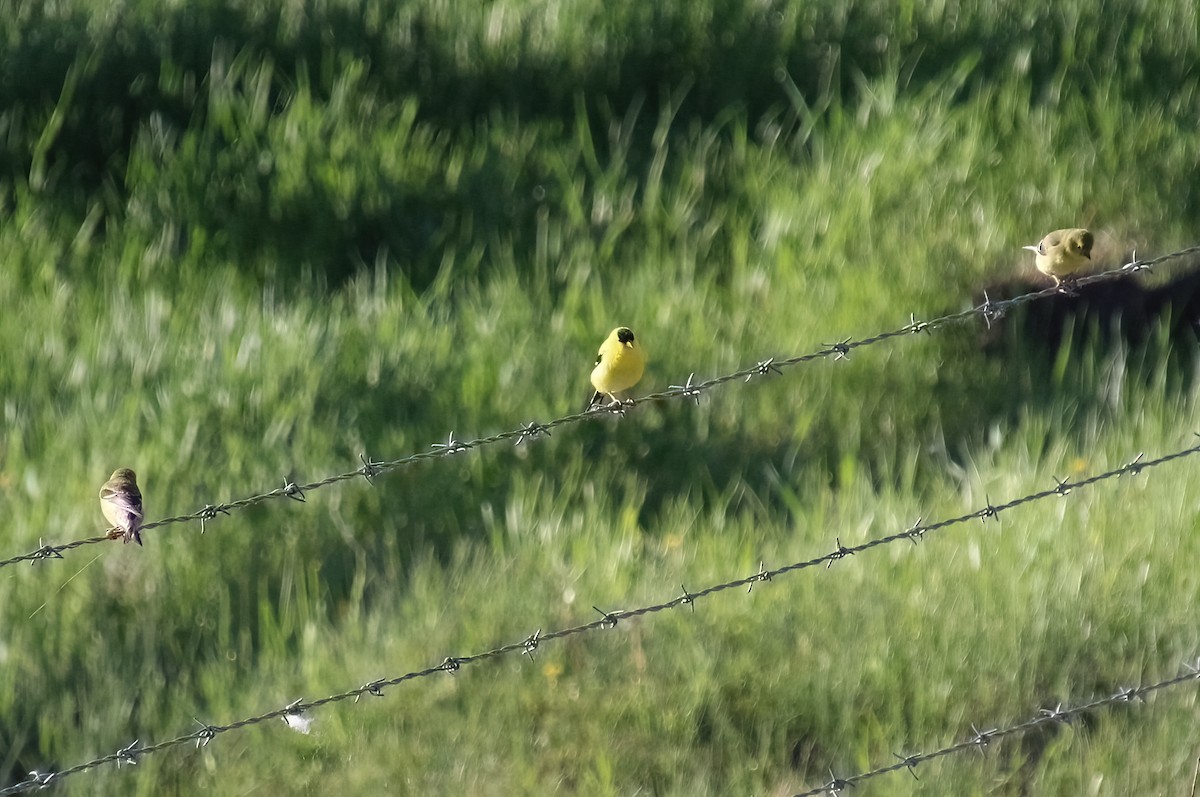 American Goldfinch - ML620187409