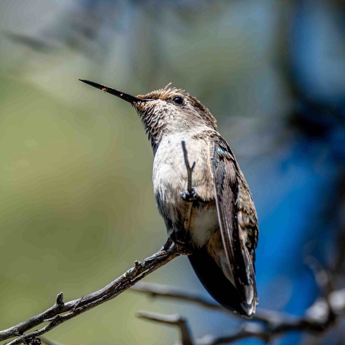 Colibrí Coliancho - ML620187416