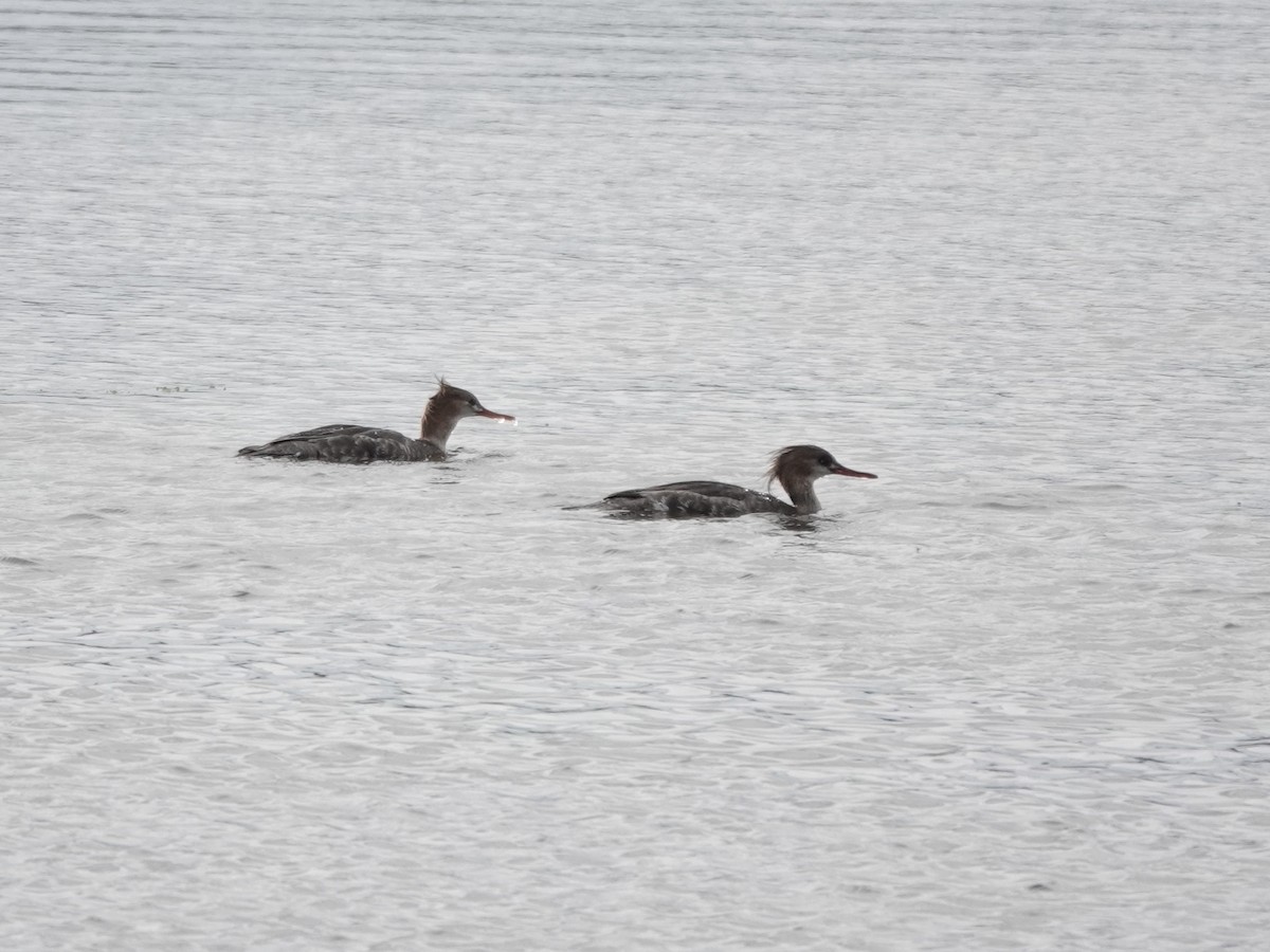 Red-breasted Merganser - Charlie Spencer