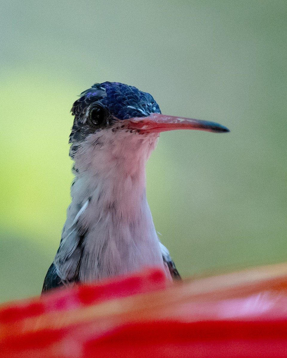 Violet-crowned Hummingbird - ML620187434