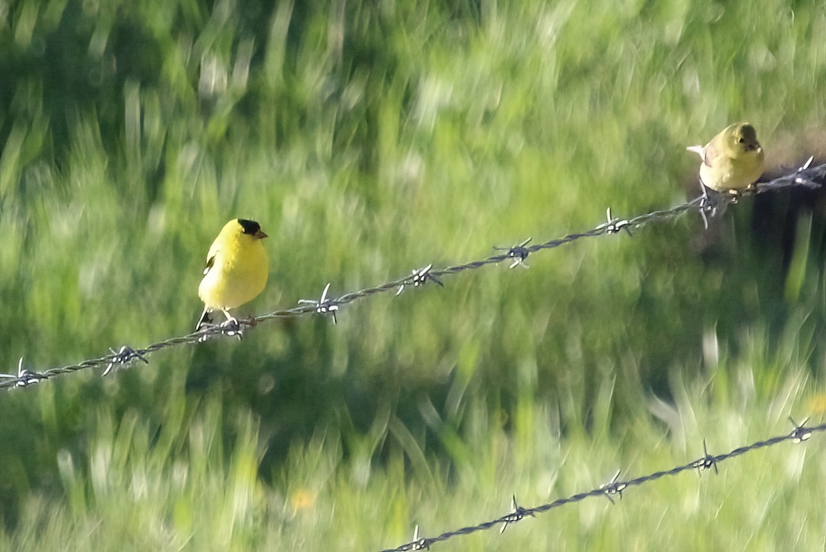 American Goldfinch - ML620187436