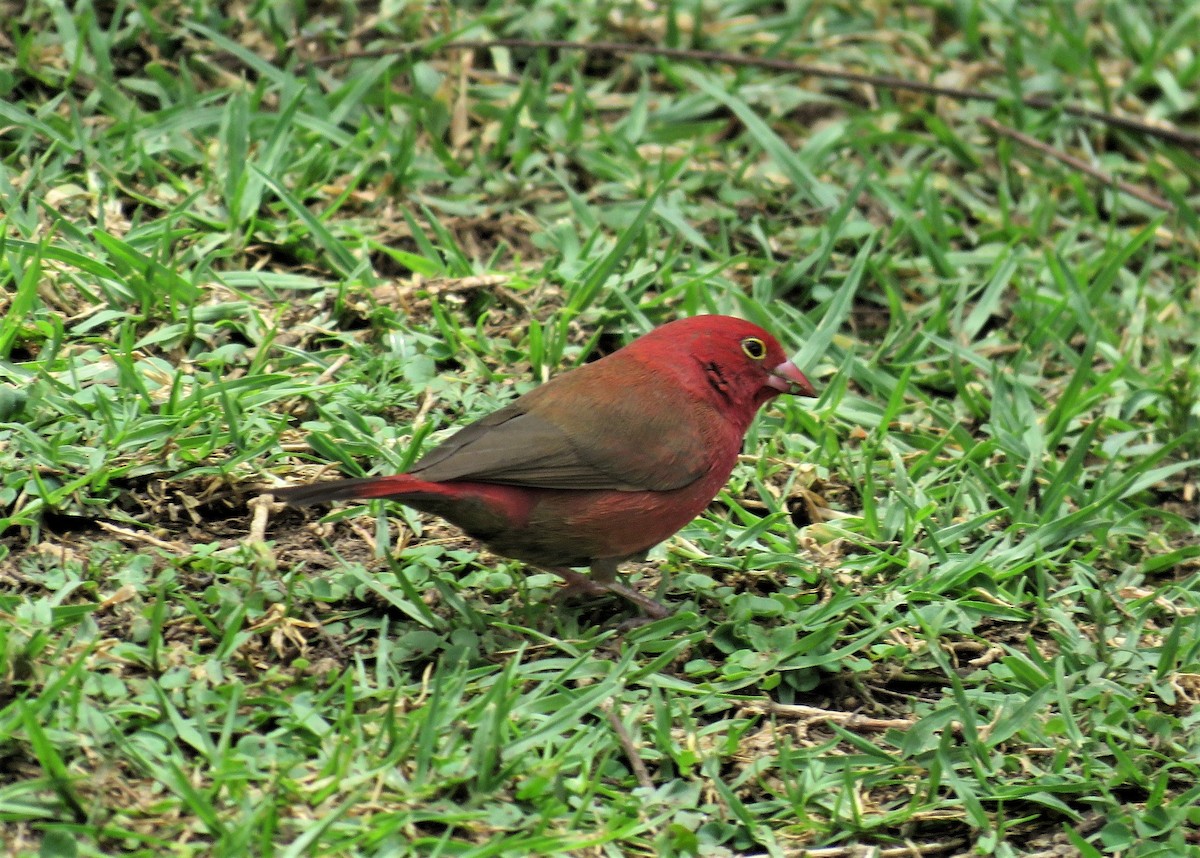 Red-billed Firefinch - ML620187444